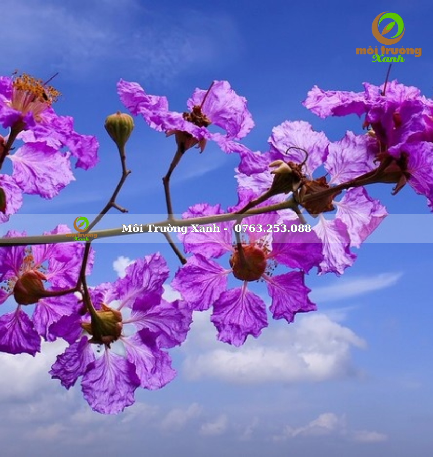 CÂY BẰNG LĂNG TÍM - môi trường xanh