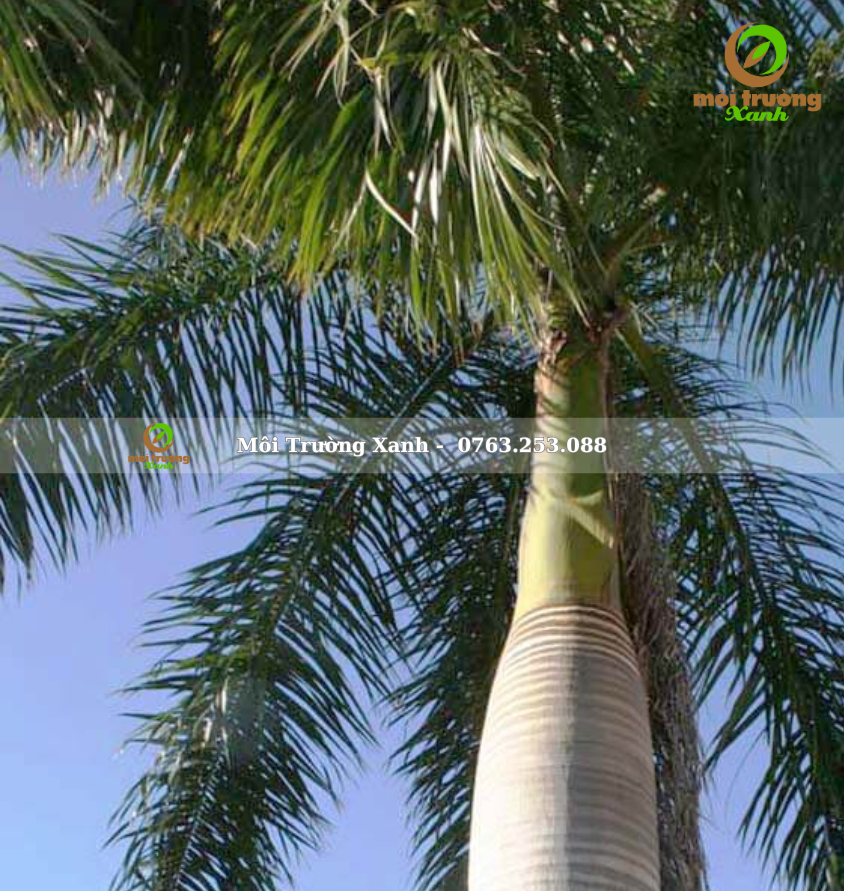 CÂY CAU VUA - môi trường xanh