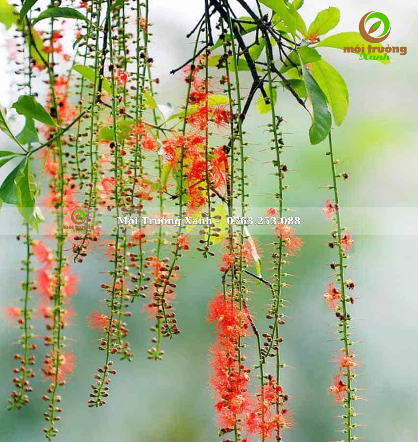 CAY OSAKA DO moi truong xanh 2 1