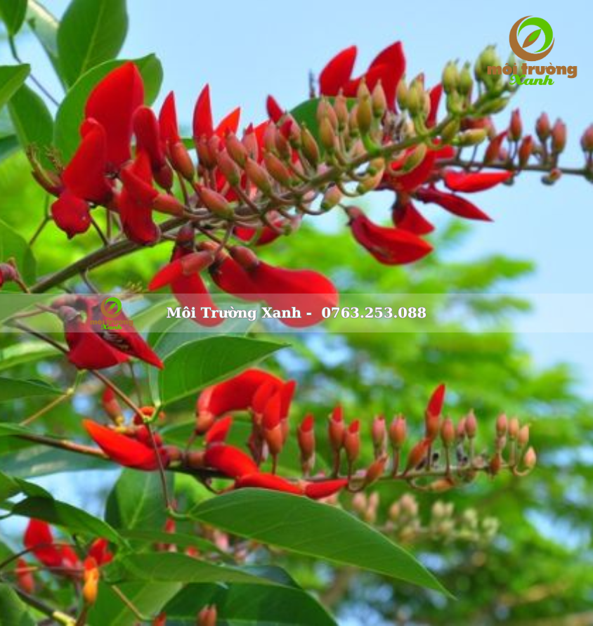 CÂY OSAKA ĐỎ - môi trường xanh