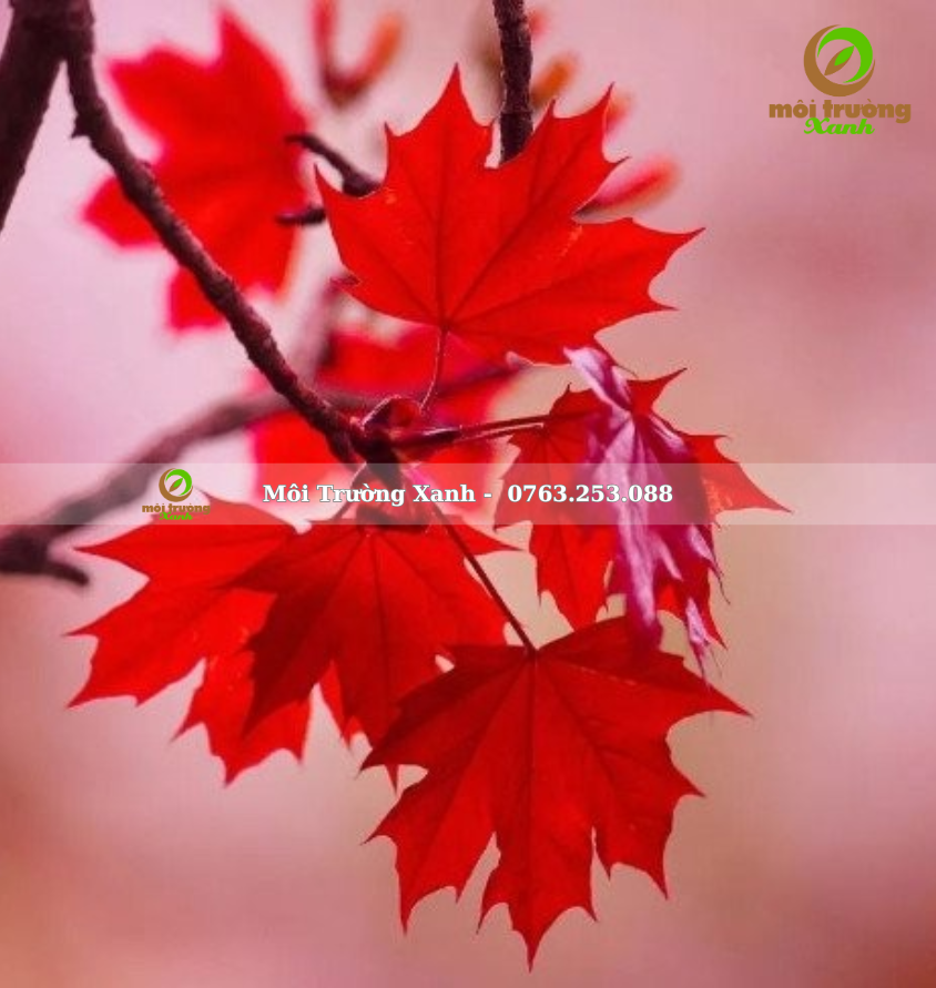 CÂY PHONG LÁ ĐỎ - môi trường xanh