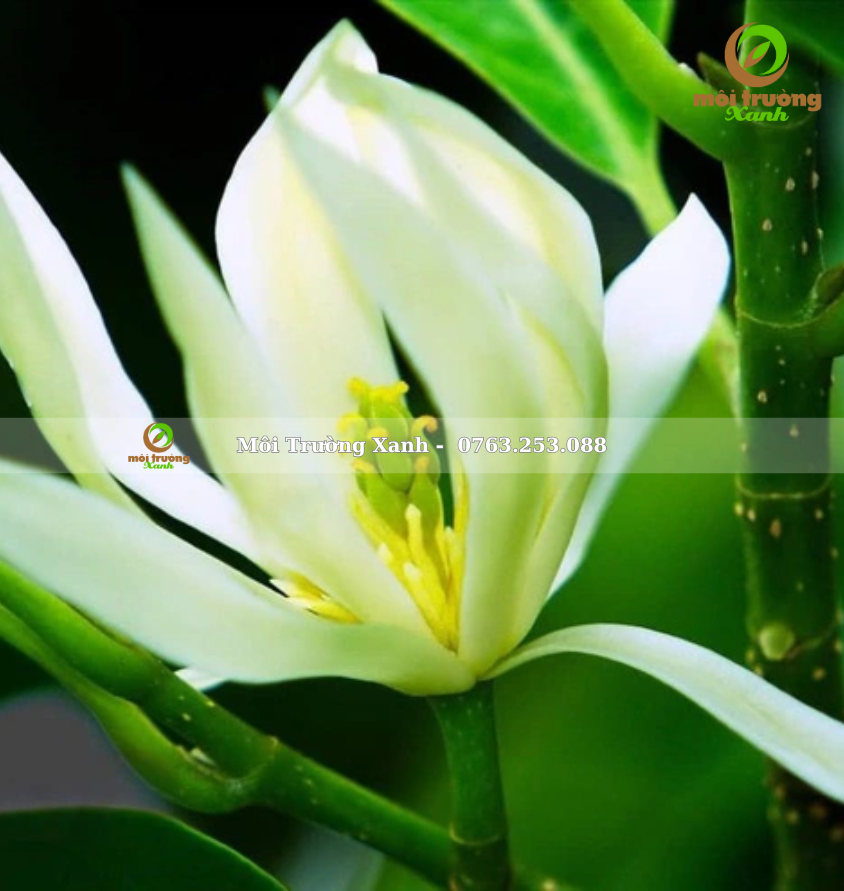 CÂY SỨ NGỌC LAN