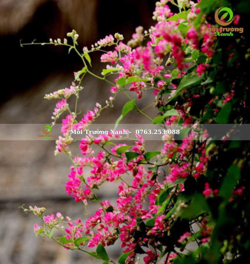 Cây hoa tigon - môi trường xanh