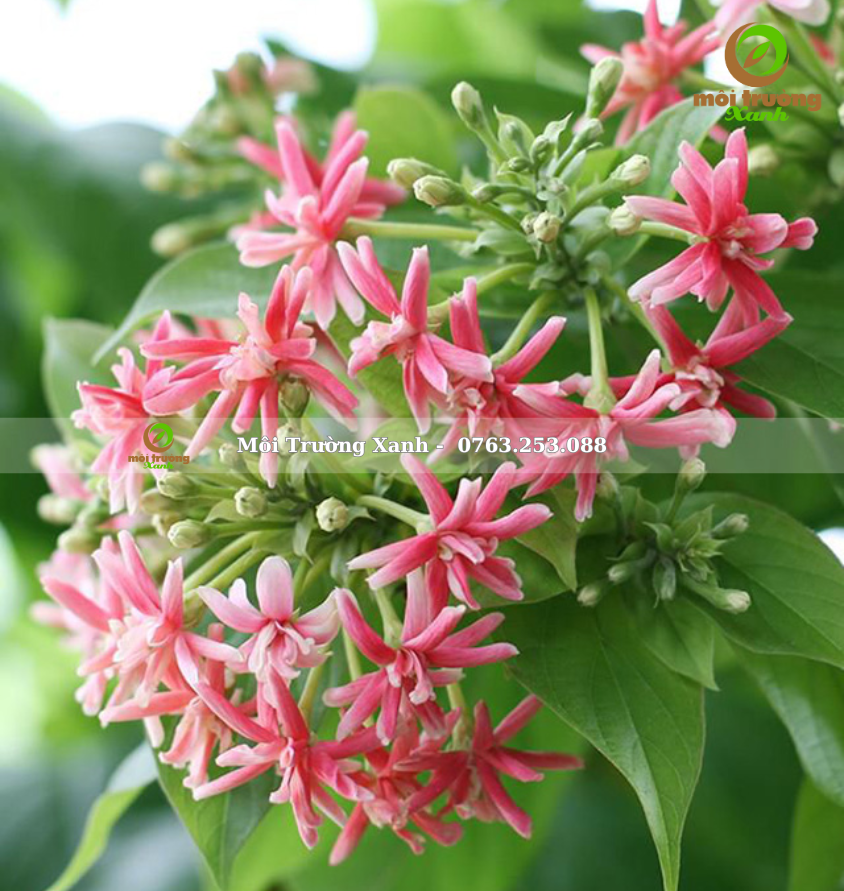 Sử quân tử - môi trường xanh