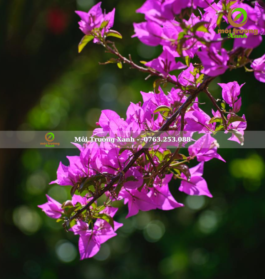 cây hoa giấy - môi trường xanh