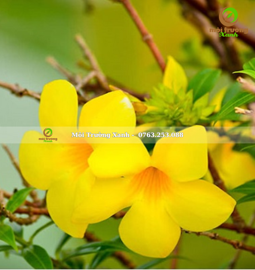 cây huỳnh anh - môi trường xanh