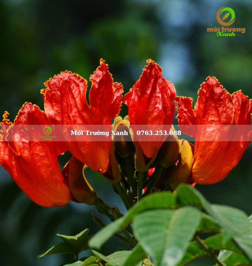 cây sò đo cam - môi trường xanh