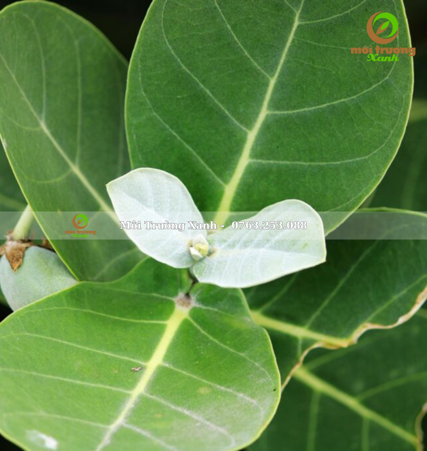 CÂY BÀNG BIỂN - môi trường xanh