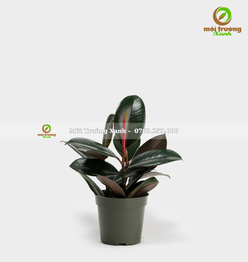 CÂY ĐA BÚP ĐỎ - môi trường xanh