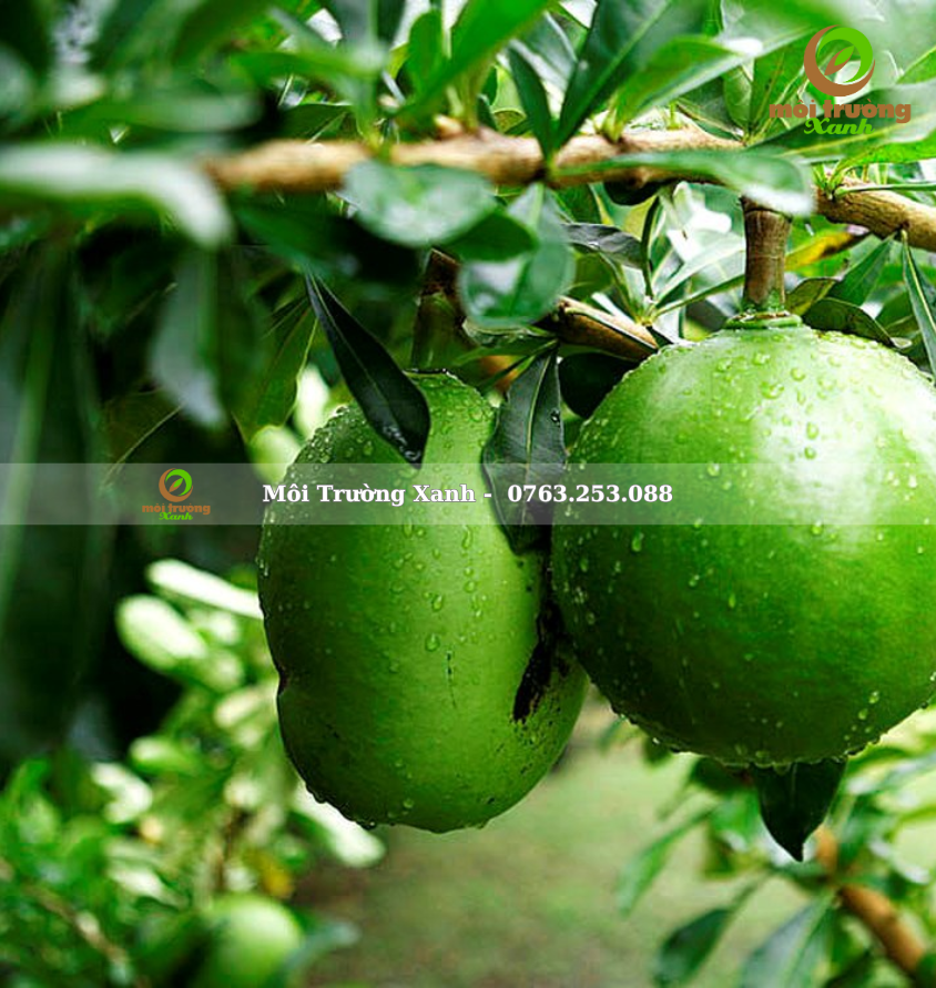 CÂY ĐÀO TIÊN - môi trường xanh