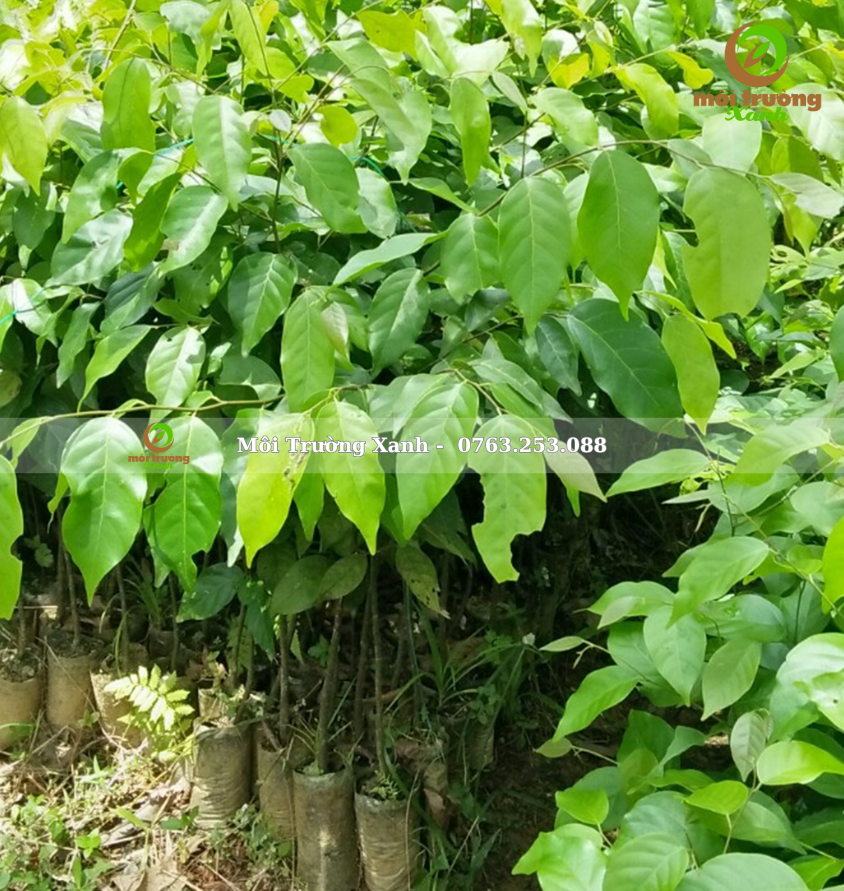 CÂY SAO ĐEN - môi trường xanh