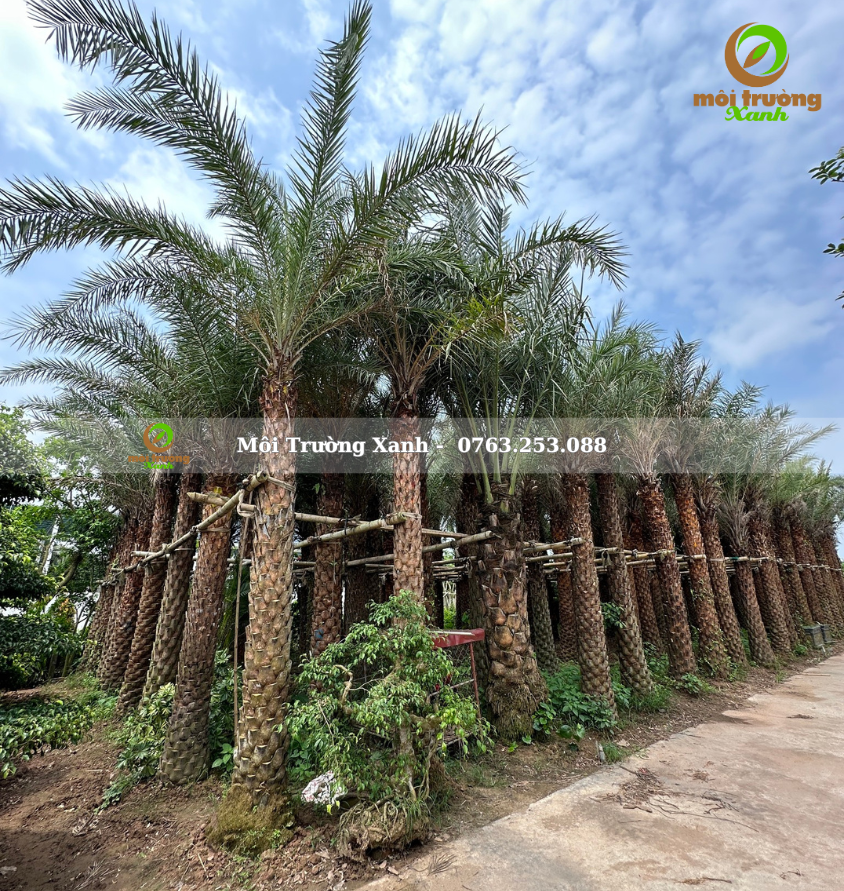 cây chà là - môi trường xanh