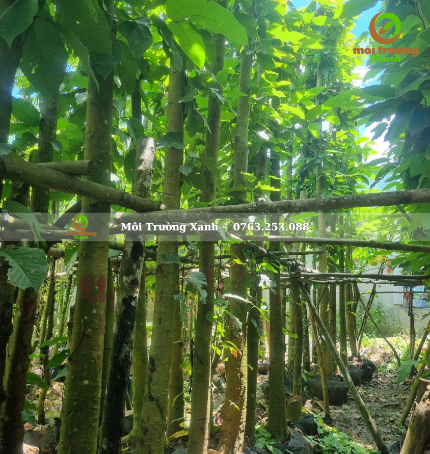 cây dầu rái - môi trường xanh