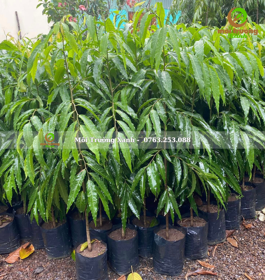 cây hoàng nam - môi trường xanh (2)