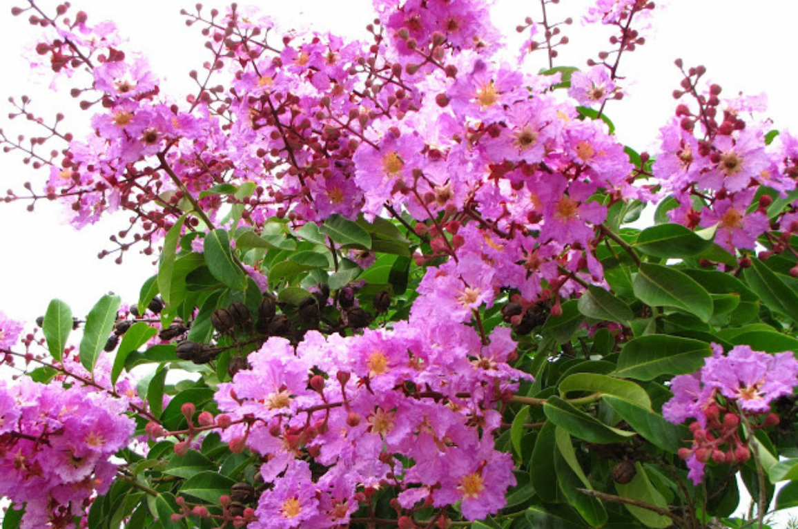 hoa bằng lăng - môi trường xanh