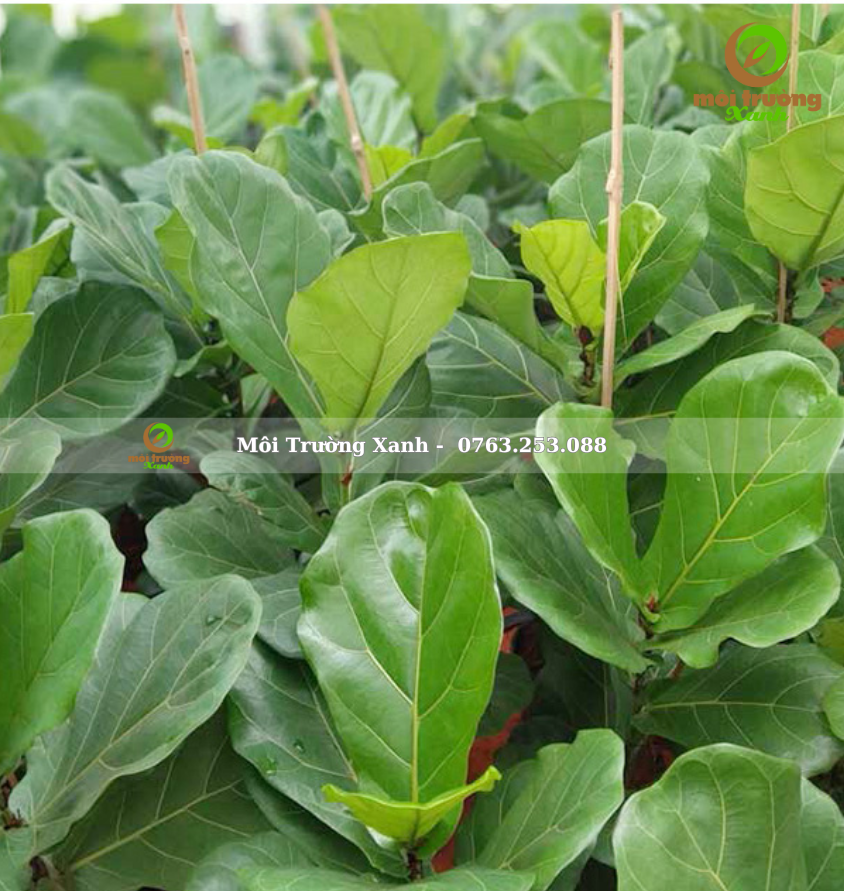 CÂY BÀNG SINGAPORE 40-50CM - môi trường xanh (2)