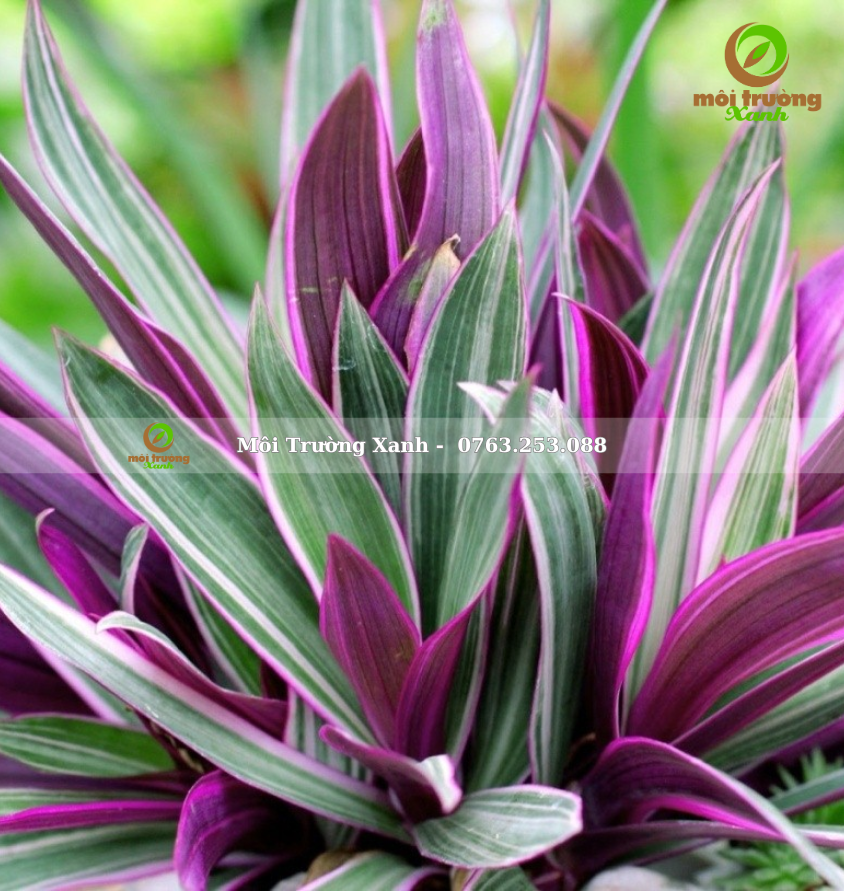 CÂY BẢY SẮC CẦU VỒNG - môi trường xanh (3)