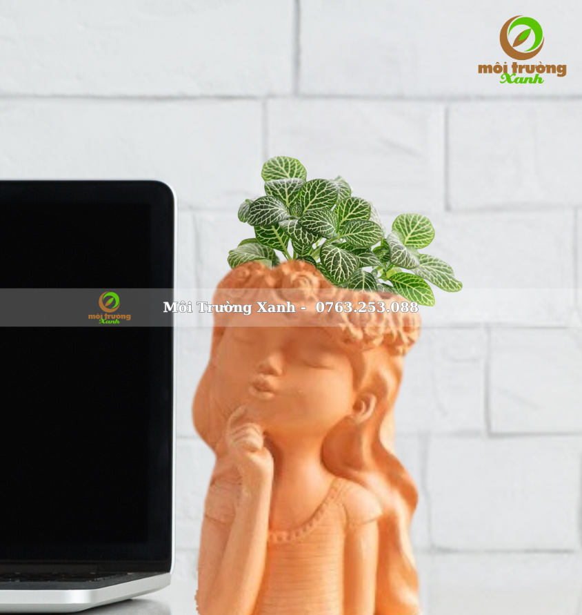 CÂY CẨM NHUNG – CHẬU THIẾU NỮ ĐẤT NUNG – C12.1