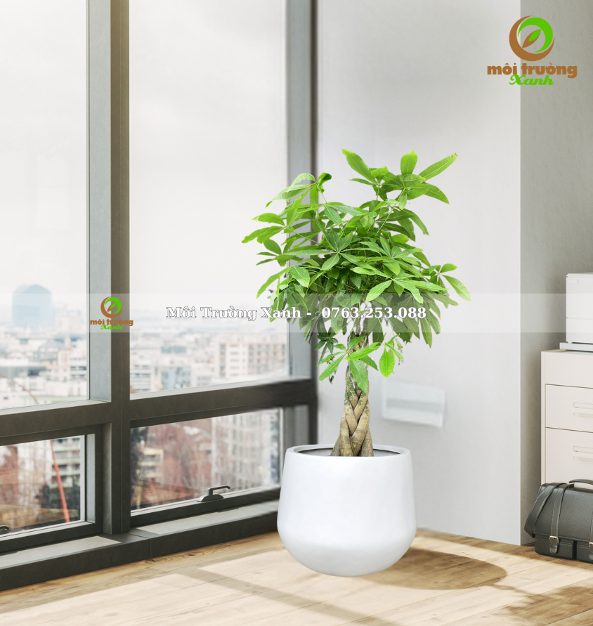 CÂY KIM NGÂN - CHẬU GIỌT NƯỚC THẤP - C7.03