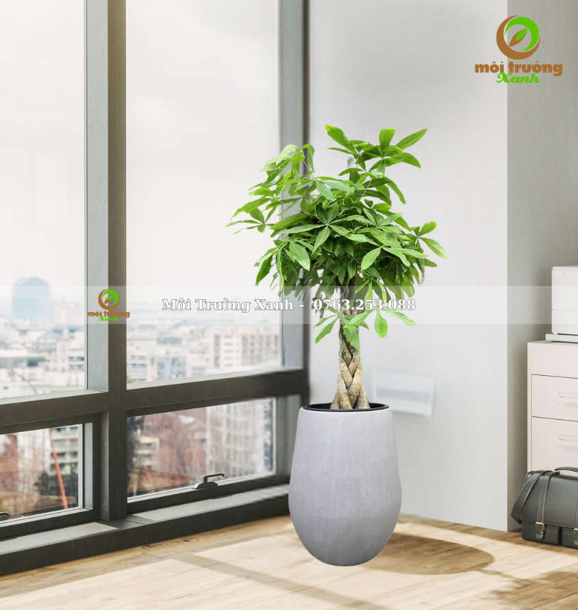 CÂY KIM NGÂN – CHẬU GIỌT NƯỚC - C7.02