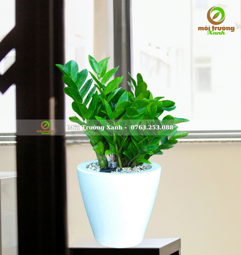 CÂY KIM TIỀN - CHẬU SỨ - C8.02