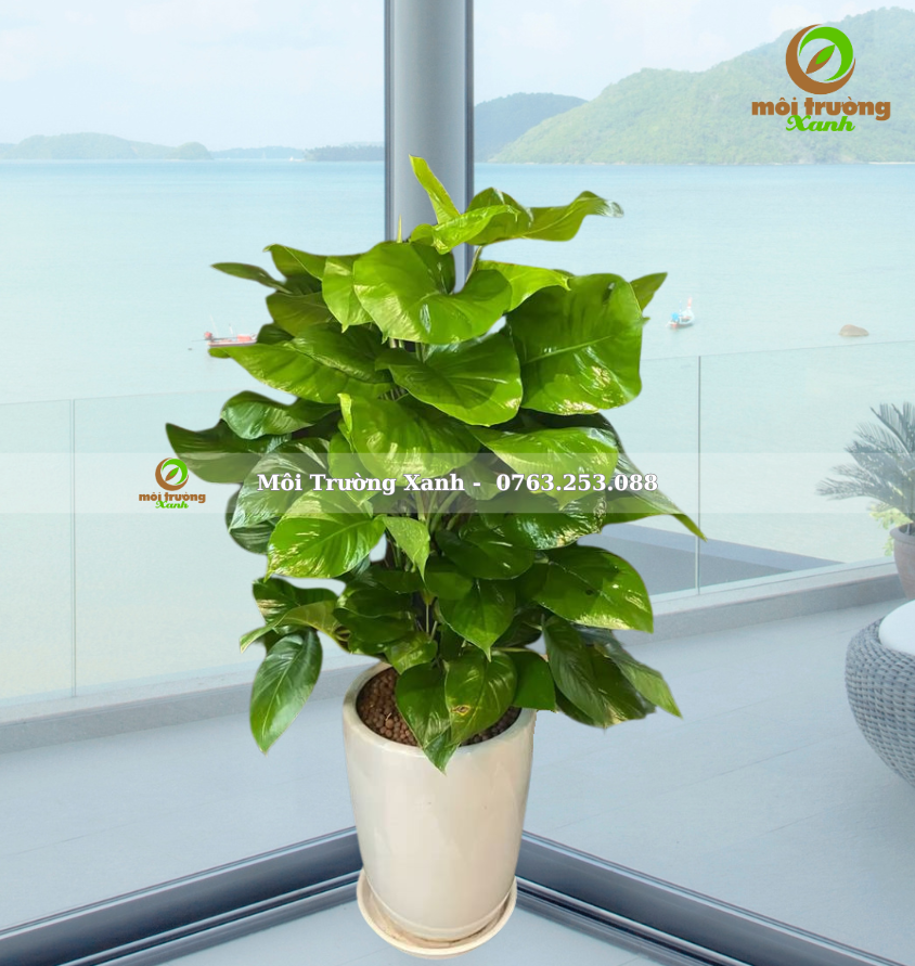 CÂY TRẦU BÀ LEO CỘT - CHẬU CAO - C3.02