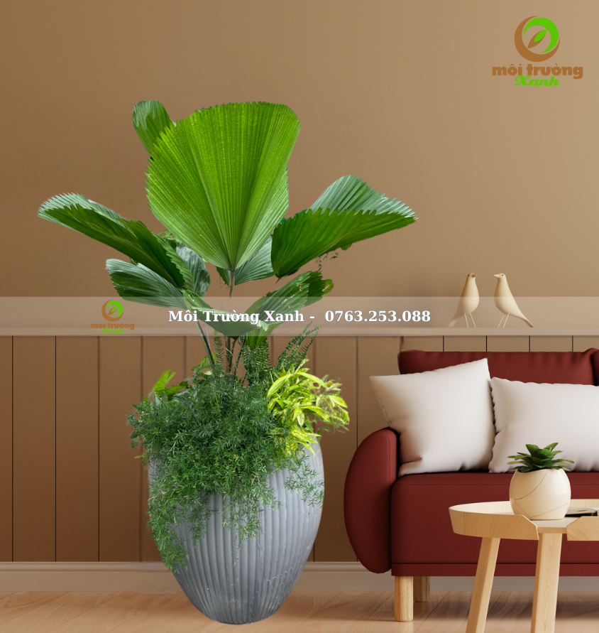 CHẬU CÂY PHỐI - P01