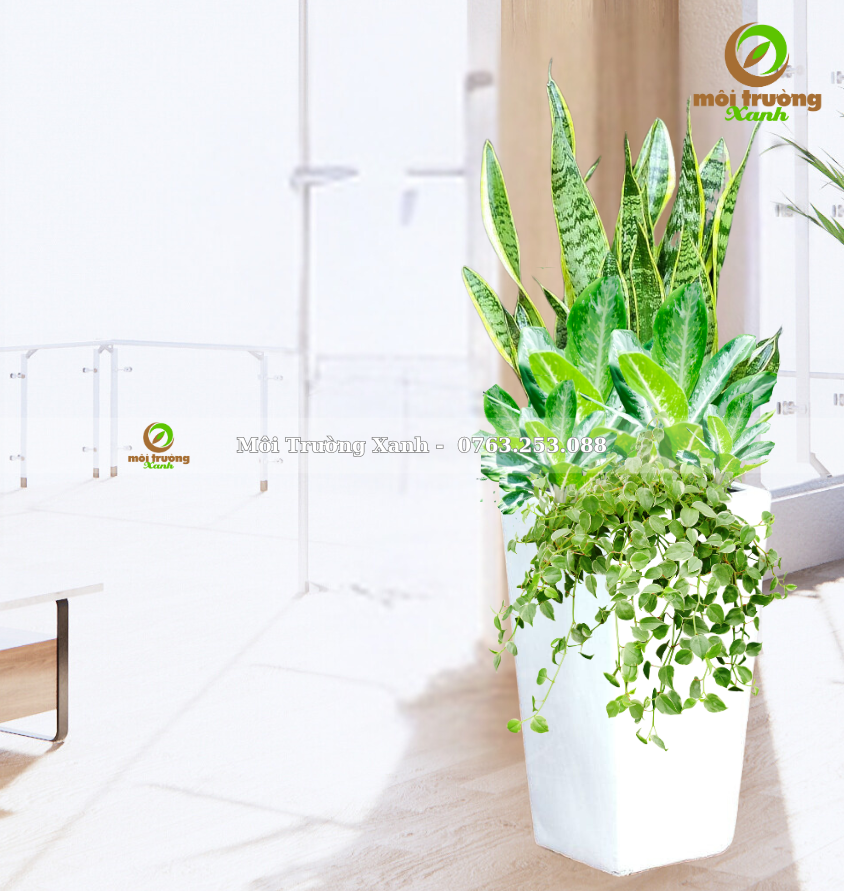 CHẬU CÂY PHỐI - P06