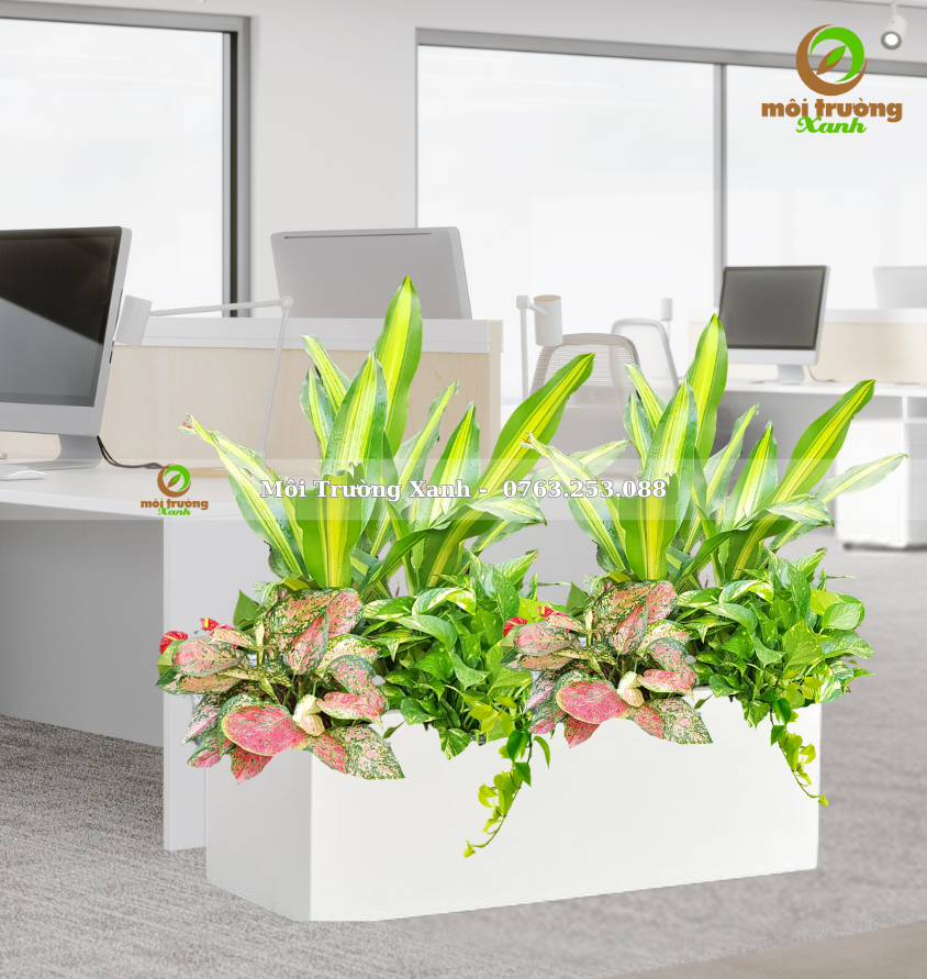 CHẬU CÂY PHỐI - P08