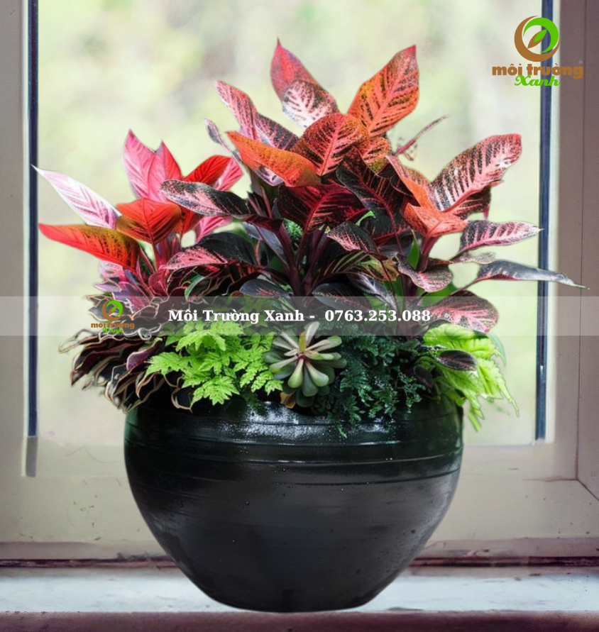 CHẬU CÂY PHỐI - P13