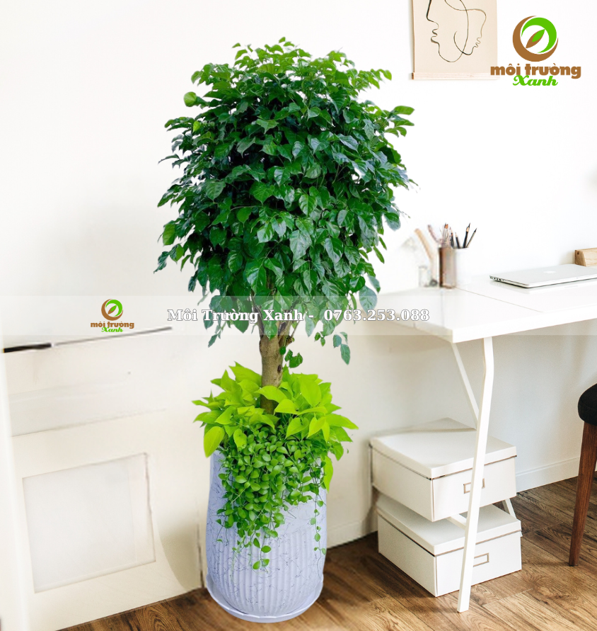 CHẬU CÂY PHỐI - P14