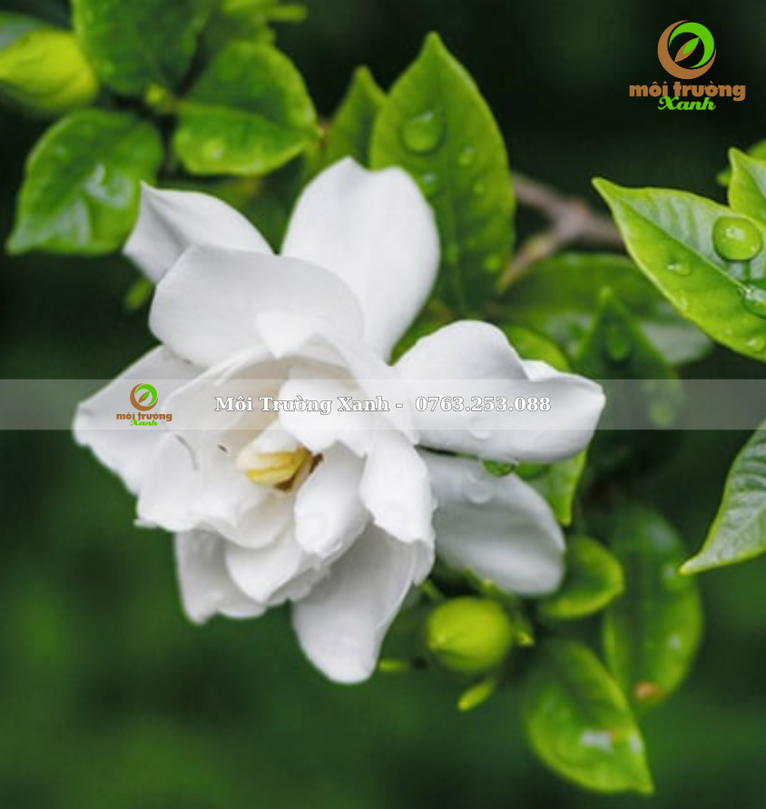 Cây Bạch Thiên Hương - môi trường xanh (2)