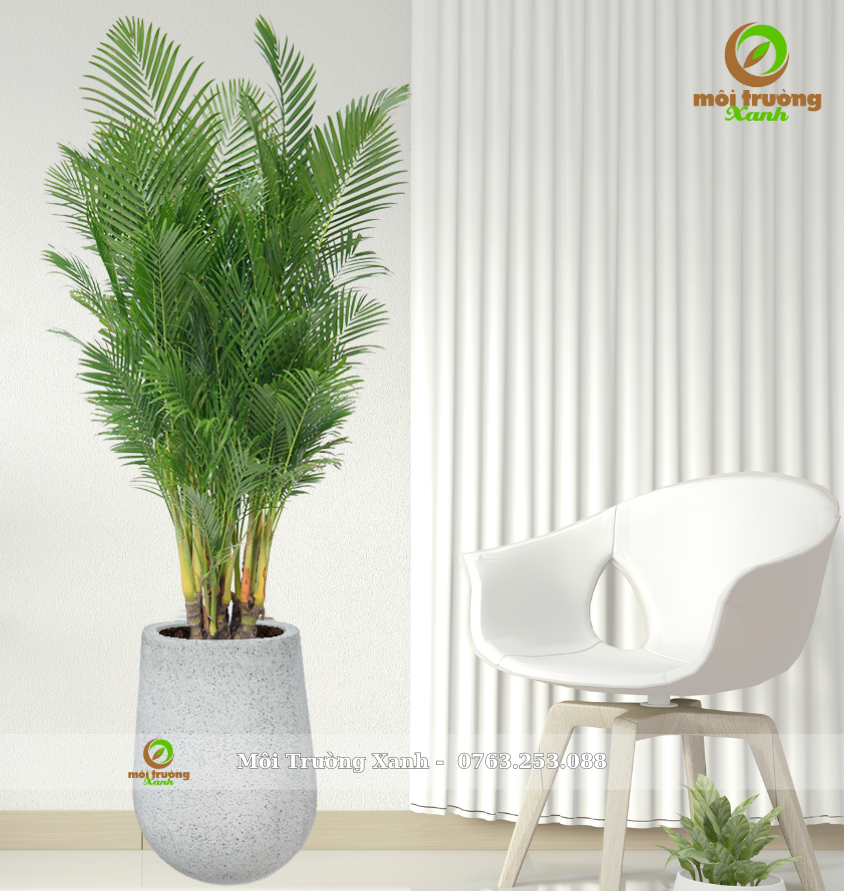 Cây Cau Càng - Chậu Giọt Nước Cao