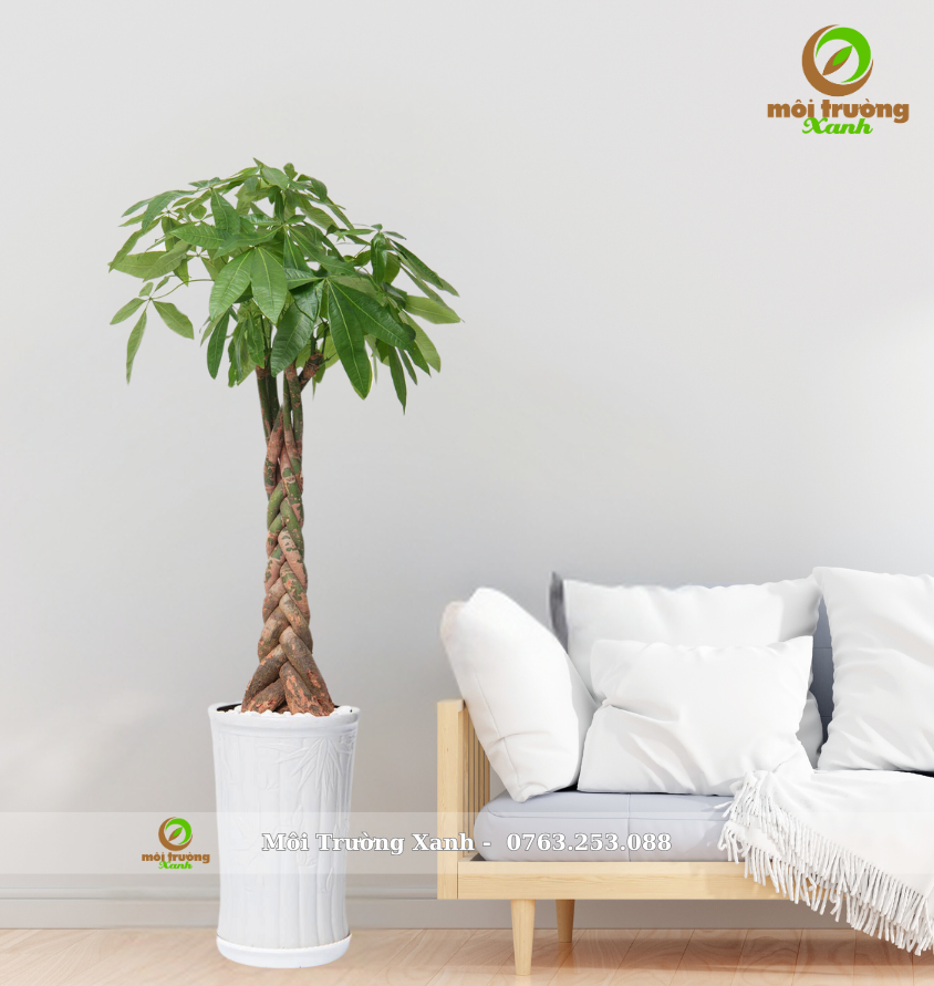 Cây Kim Ngân - Chậu sứ