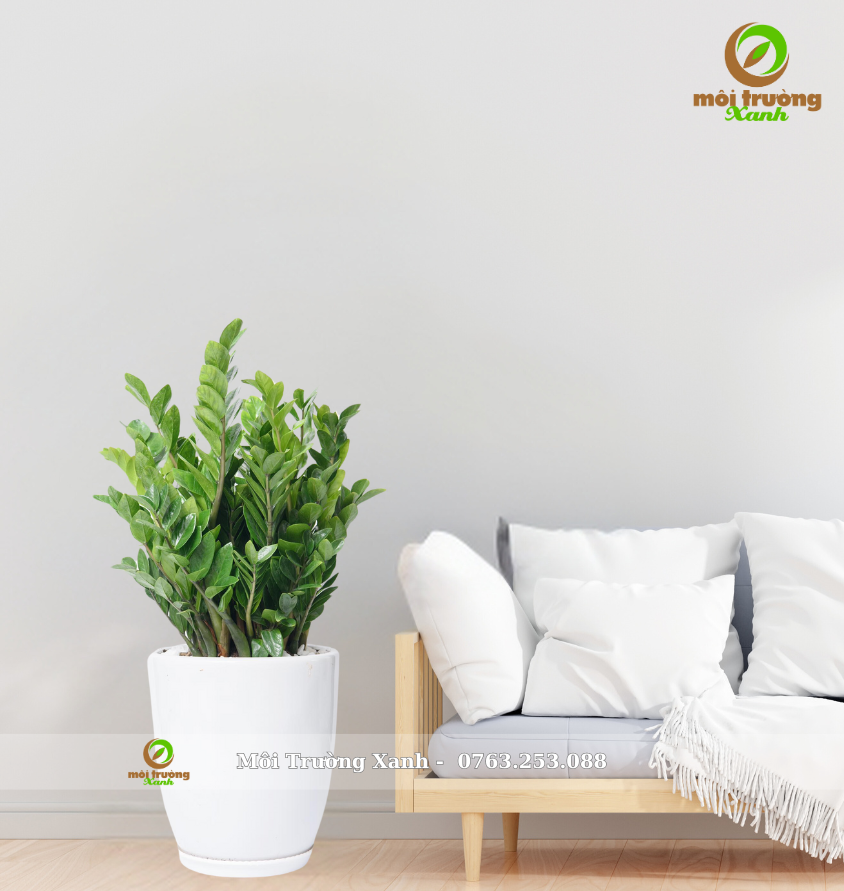 Cây Kim Tiền - Chậu sứ