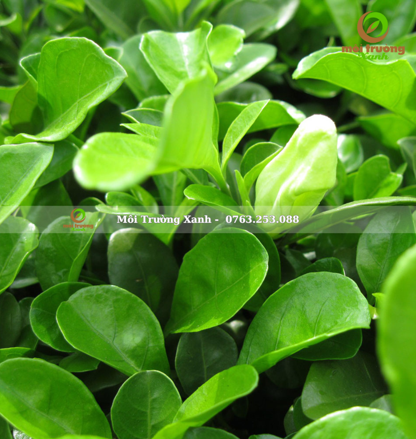 Cây ắc ó - Môi Trường Xanh (2)