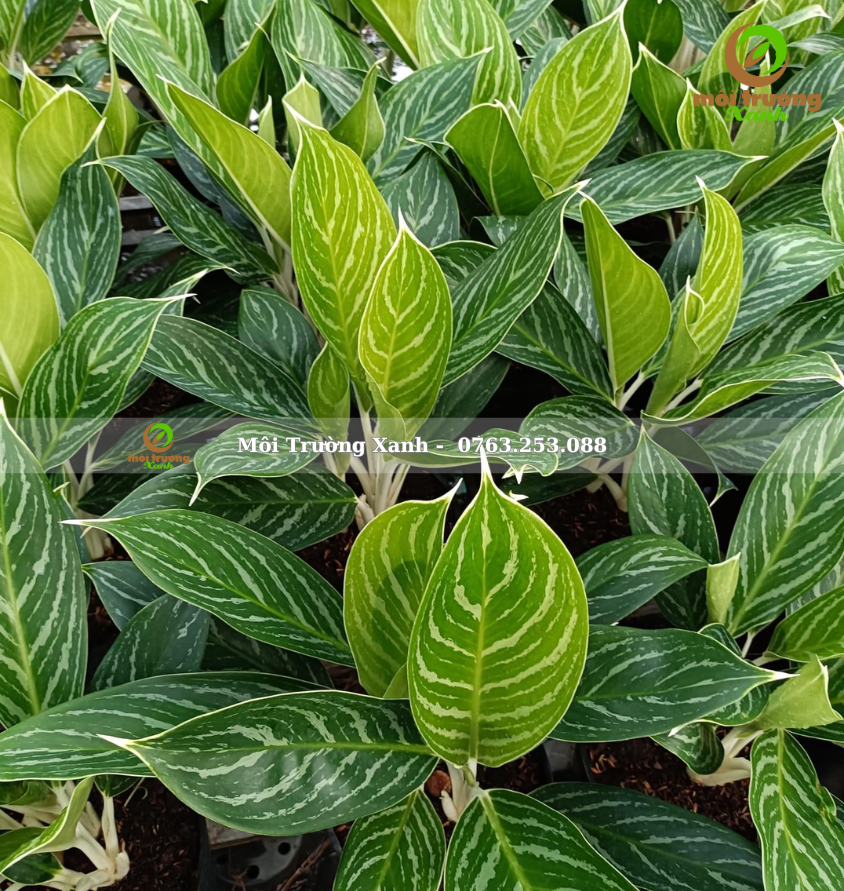 Cây bạch mã hoàng tử 35 - 45cm - môi trường xanh