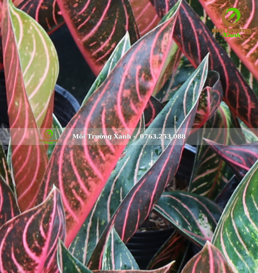 Cây bao thanh thiên - môi trường xanh (2)