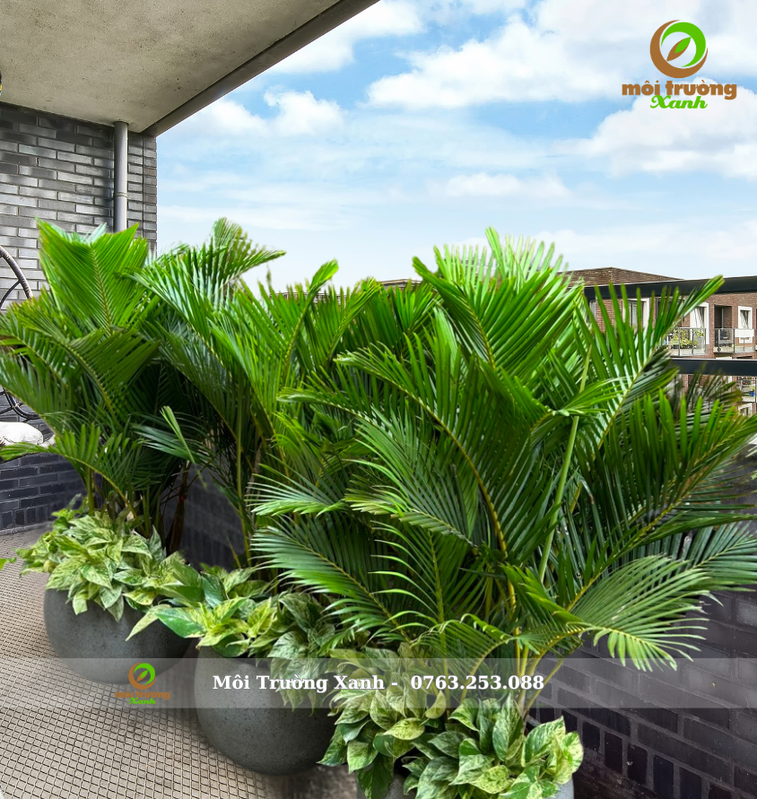 bộ chậu cây - môi trường xanh (1)