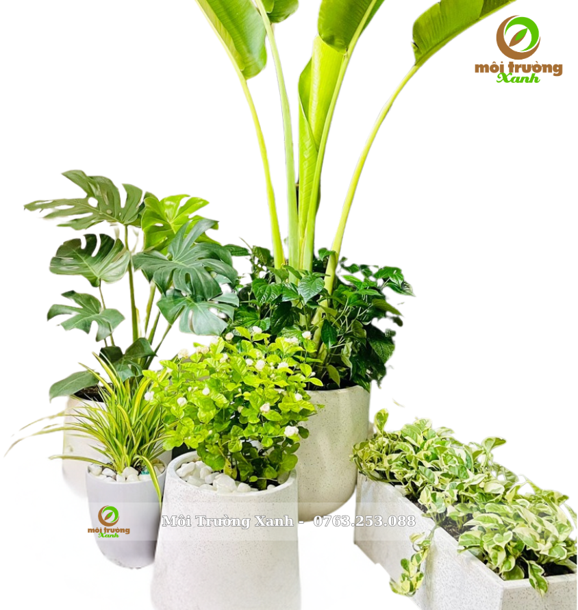 Bộ chậu cây - môi trường xanh