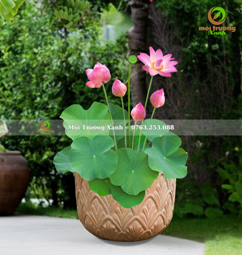 Cây phối chậu - môi trường xanh