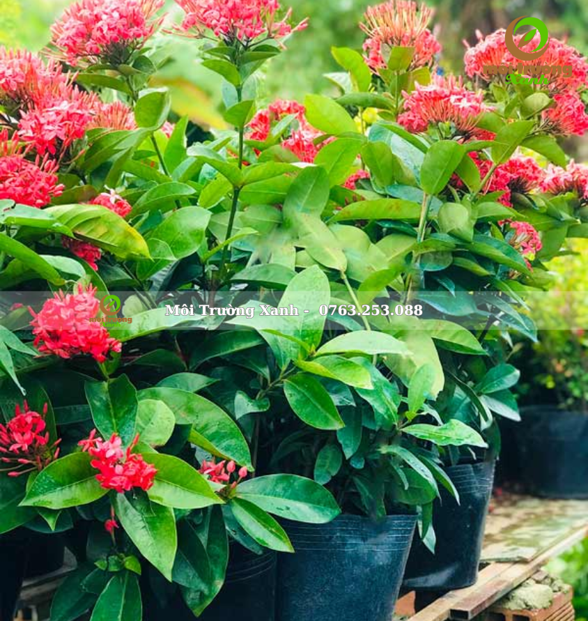 Cây trang mỹ hồng