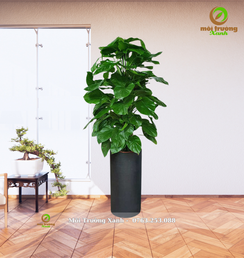 Cây trầu bà leo cột chậu trụ tròn