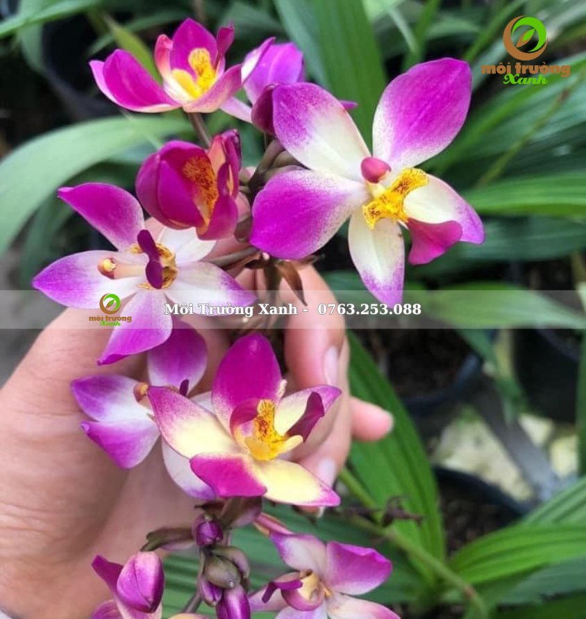 Chu đinh lan- môi trường xanh