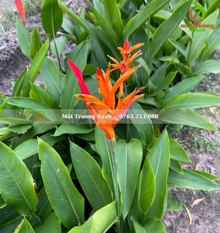 Chuối mỏ két - môi trường xanh