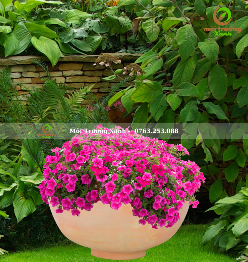 HOA DẠ YẾN THẢO - CHẬU ĐẤT NUNG - C12.1