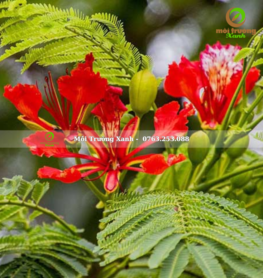 PHƯỢNG VĨ - môi trường xanh