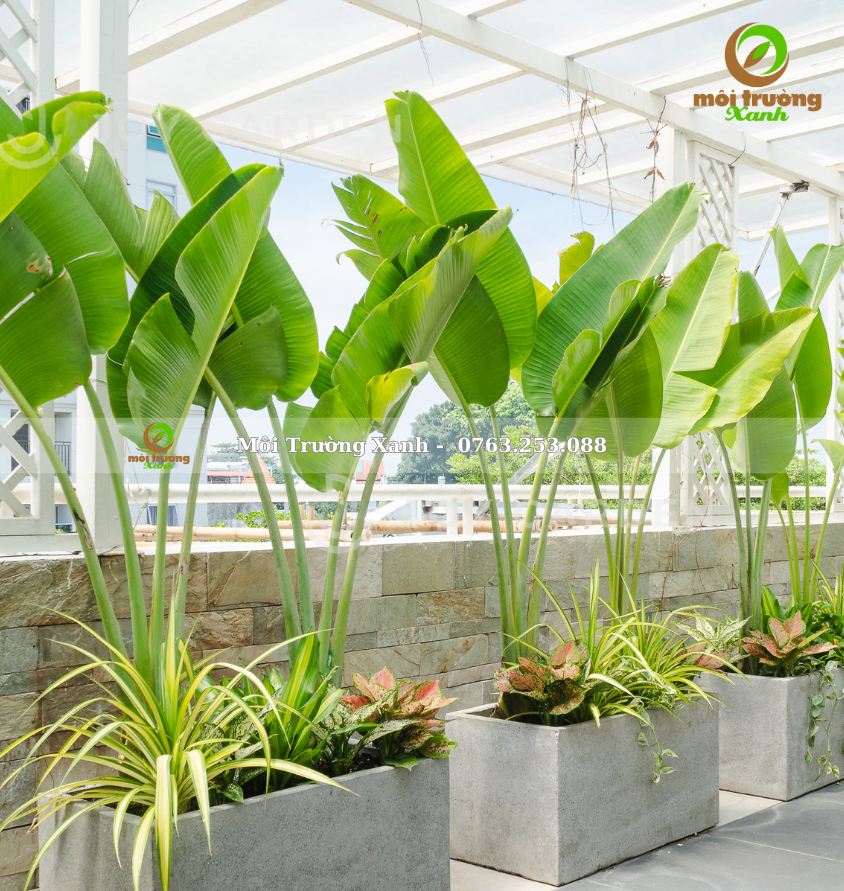 Tiểu cảnh ban công - môi trường xanh