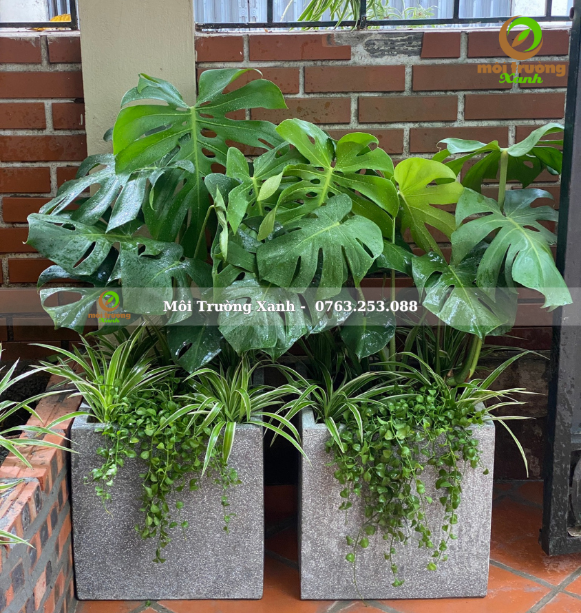 Tiểu cảnh ban công - môi trường xanh