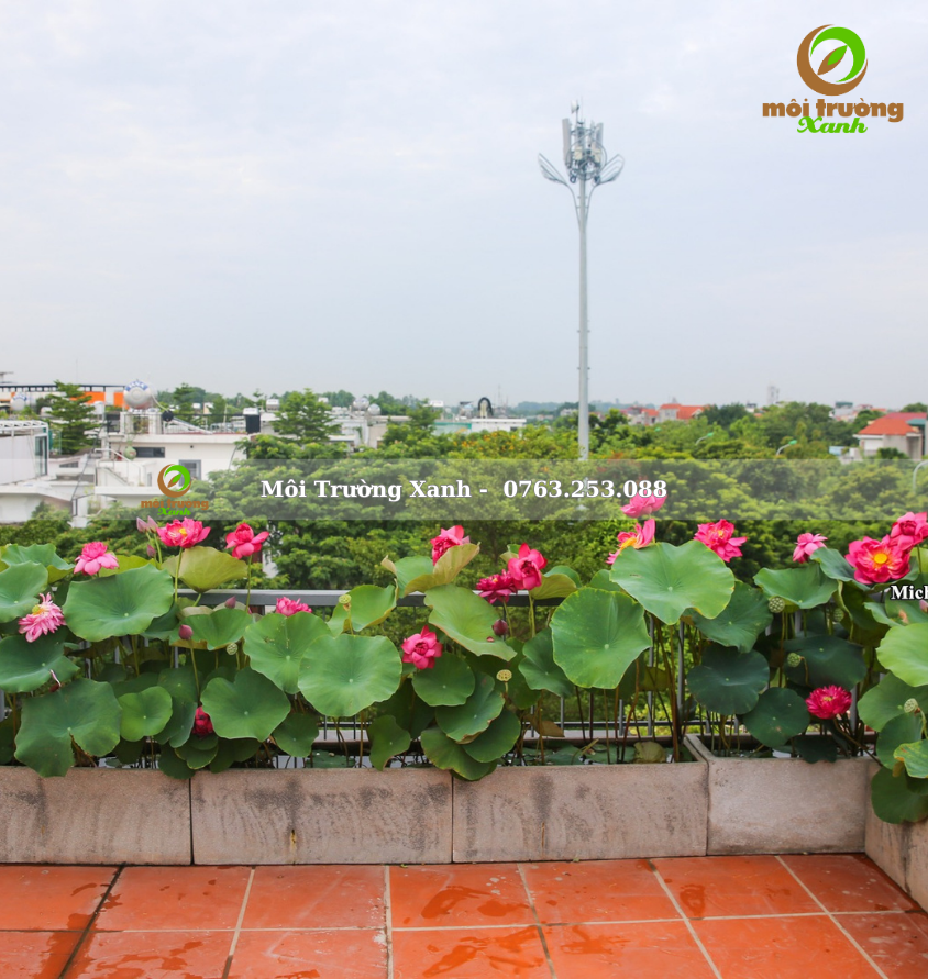 Tiểu cảnh ban công - môi trường xanh